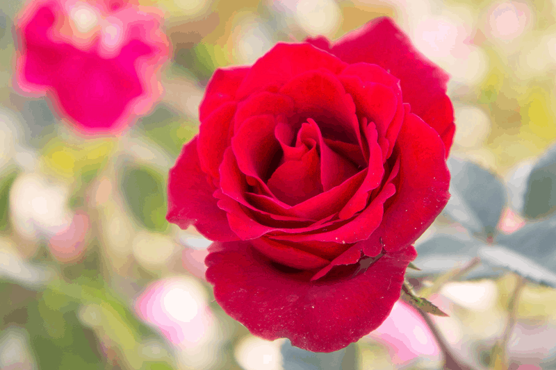 5 Ways to Boost Serotonin